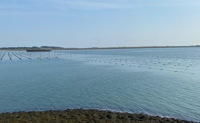 dutch-seaweed-group