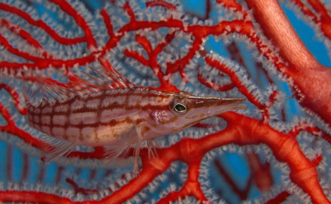 seafirstfoundation