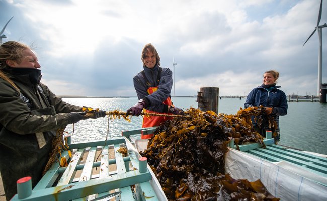 stichting-zeeschelp